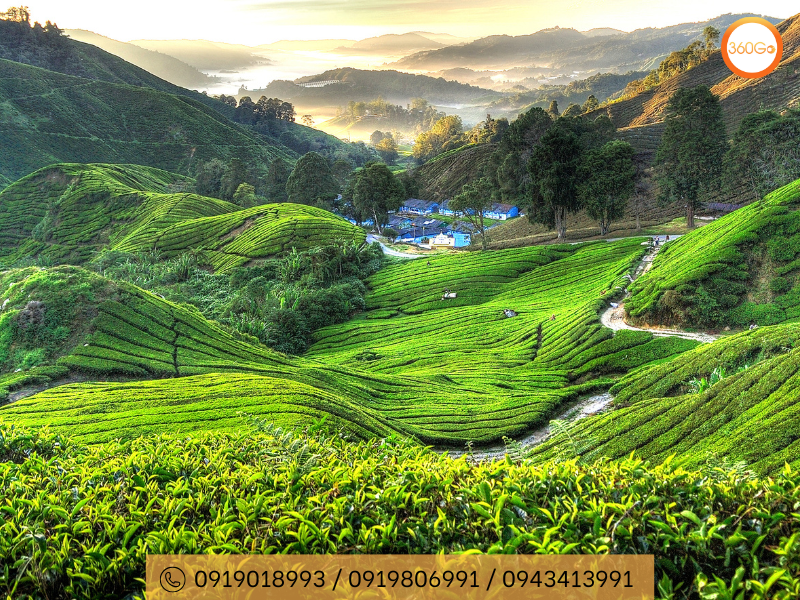 Đồi chè BOH của Cameron Highland - Du lịch 360Go
